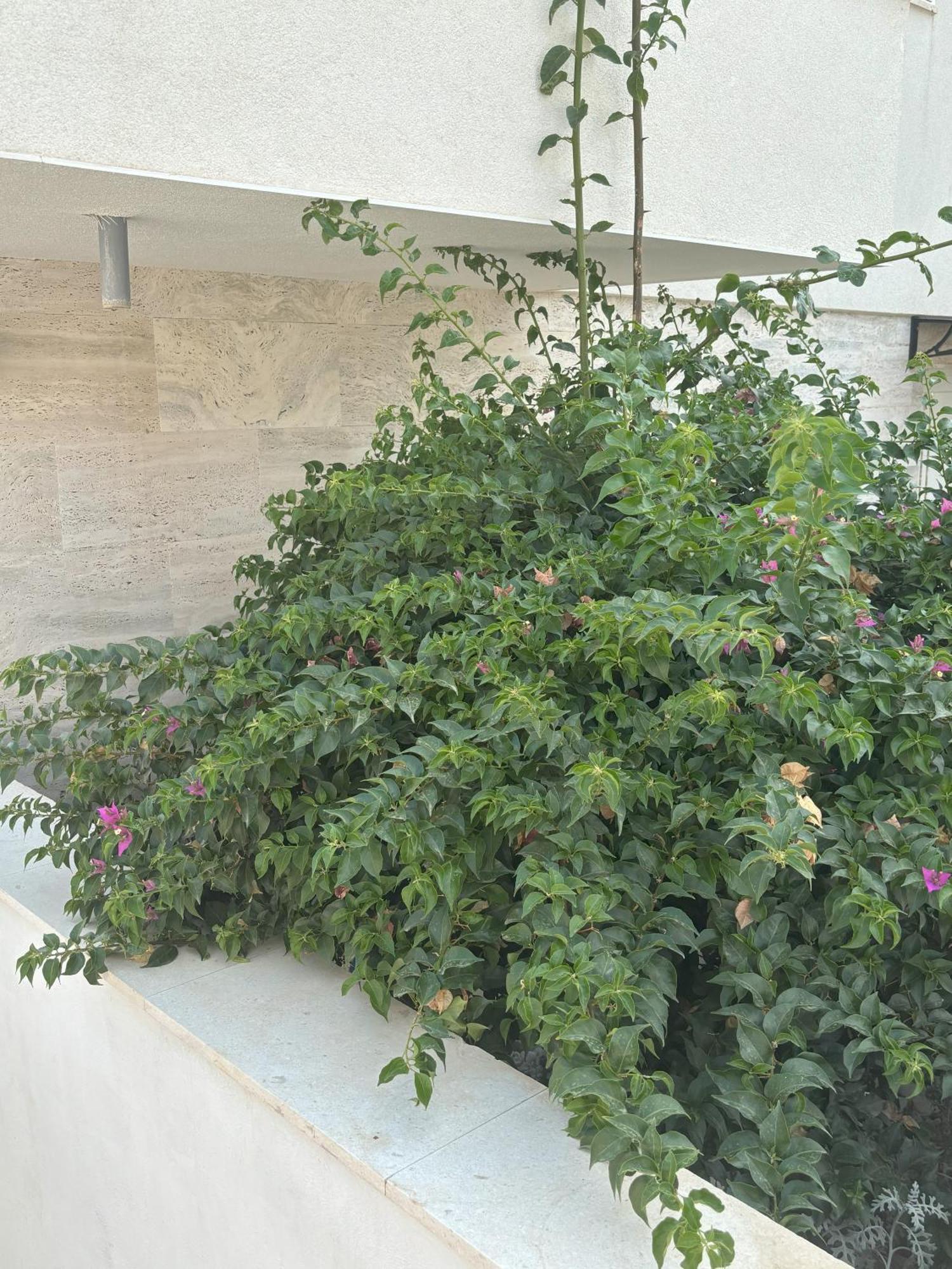 Vila Regina Apartment Paloma With Swimming Pool 耶泽拉 外观 照片